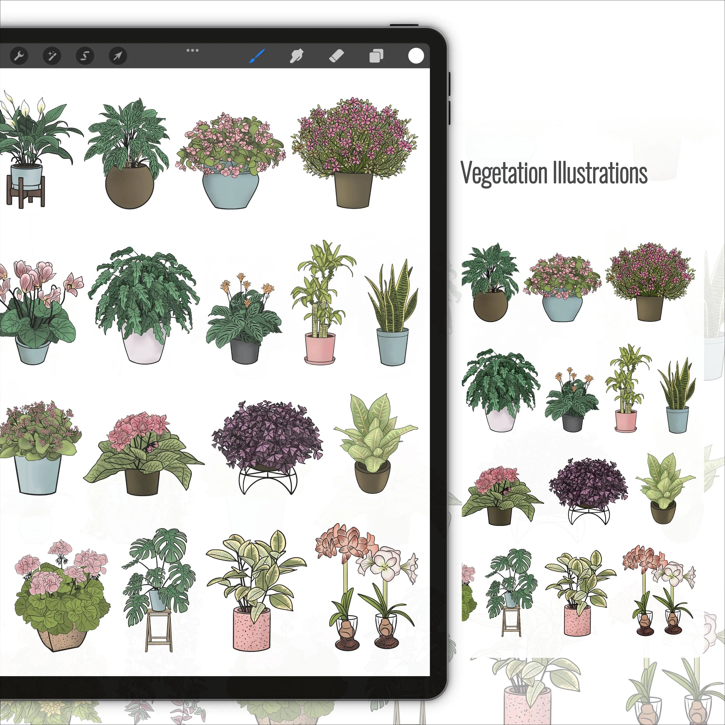Procreate House Plants Brushset & Illustrations Digital Artwork drawings | Toffu Co