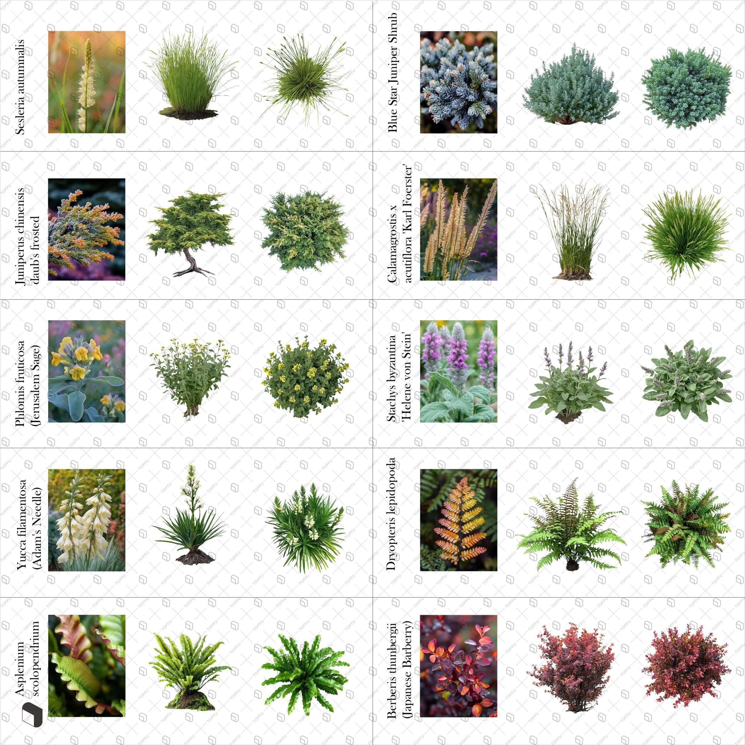 Cutout Garden Plants With Names 4 Digital Artwork drawings | Toffu Co