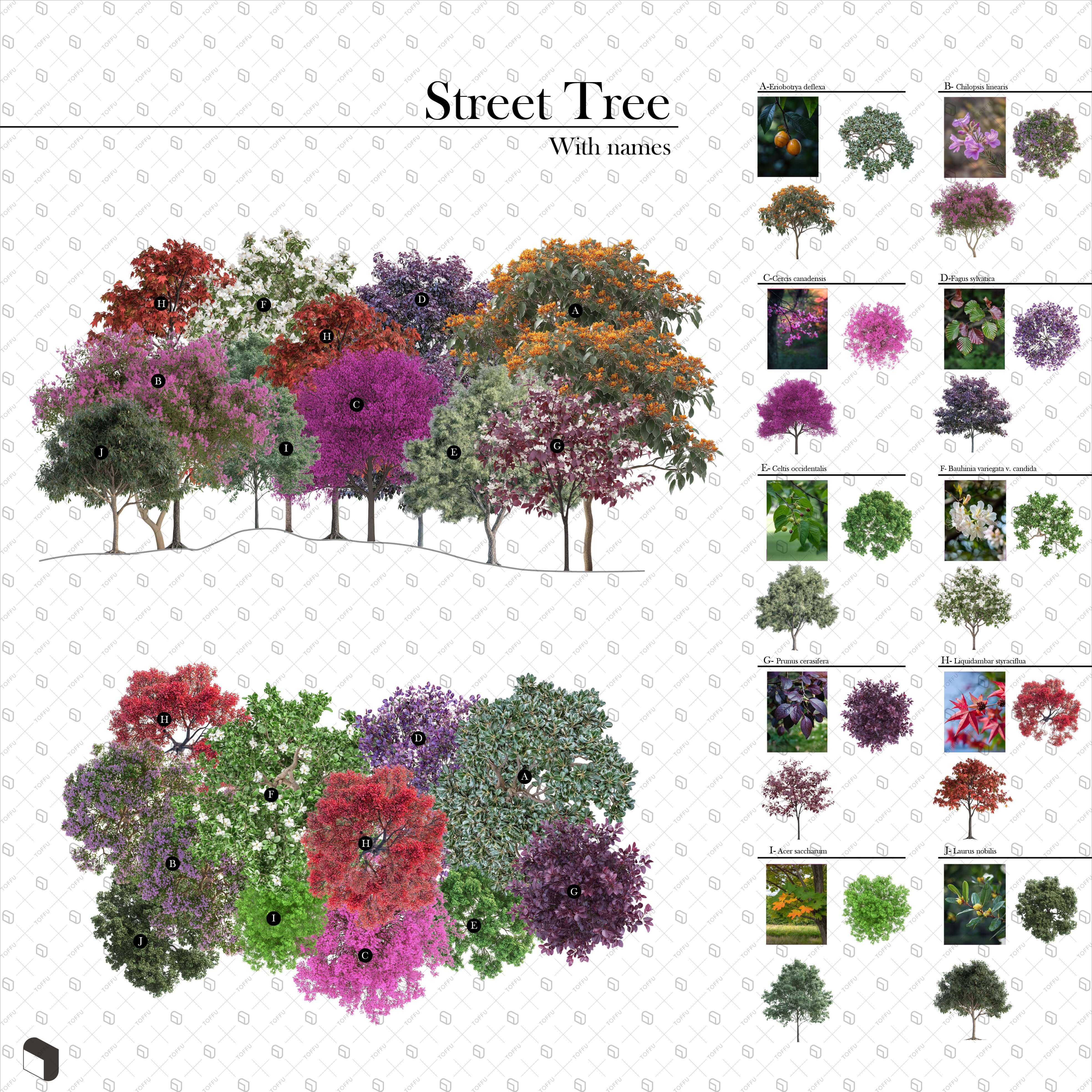 Cutout Street Trees With Names Digital Artwork drawings | Toffu Co