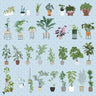 Flat Vector Potted Plants Digital Artwork drawings | Toffu Co