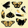 Flat Vector Butterflies Digital Artwork drawings | Toffu Co