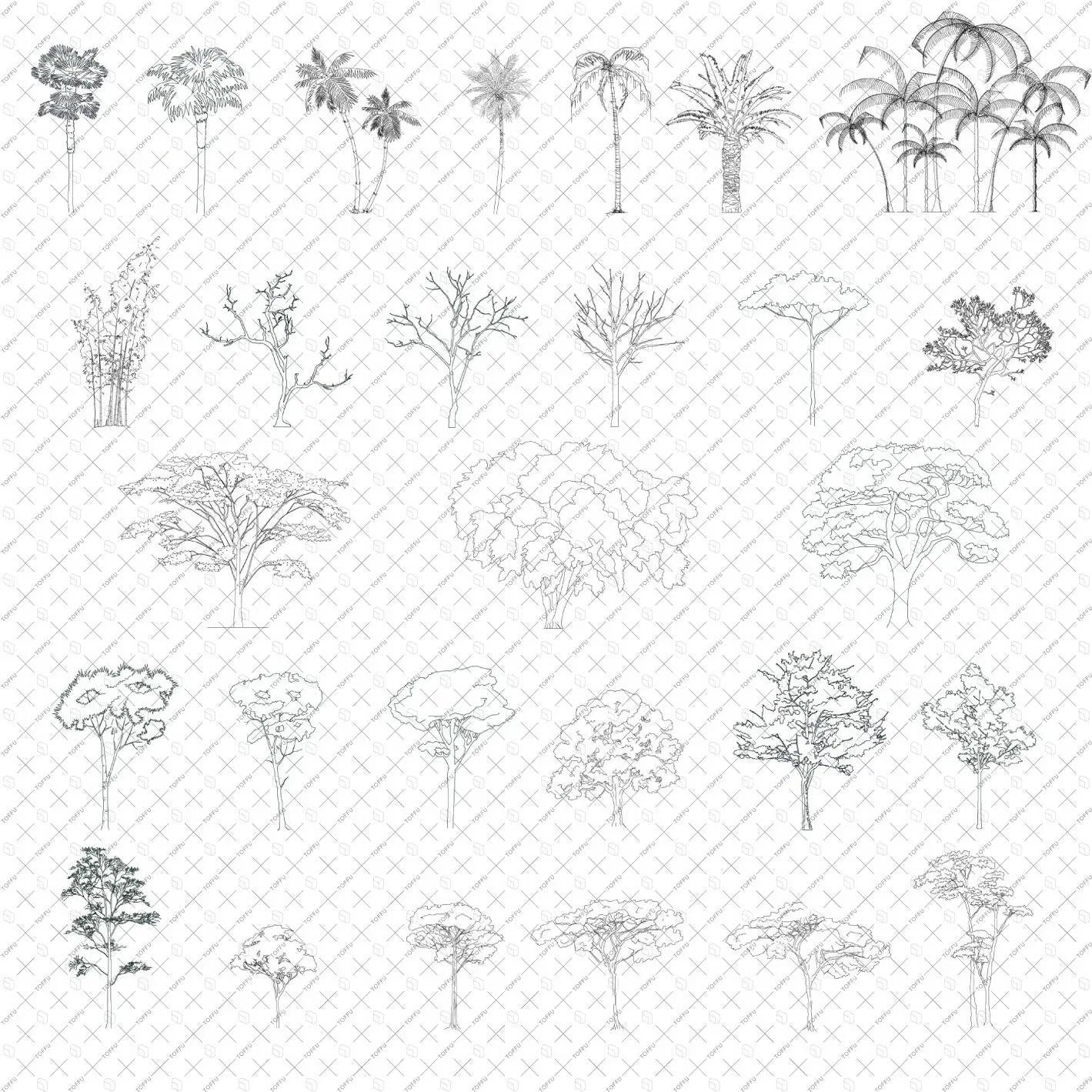 Cad African & Tropical Trees Digital Artwork drawings | Toffu Co