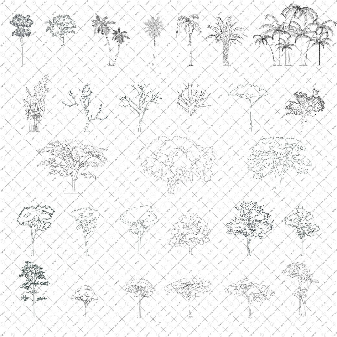 Cad African & Tropical Trees PNG - Toffu Co