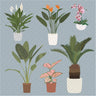 Flat Vector Potted Tropical Plants Digital Artwork drawings | Toffu Co