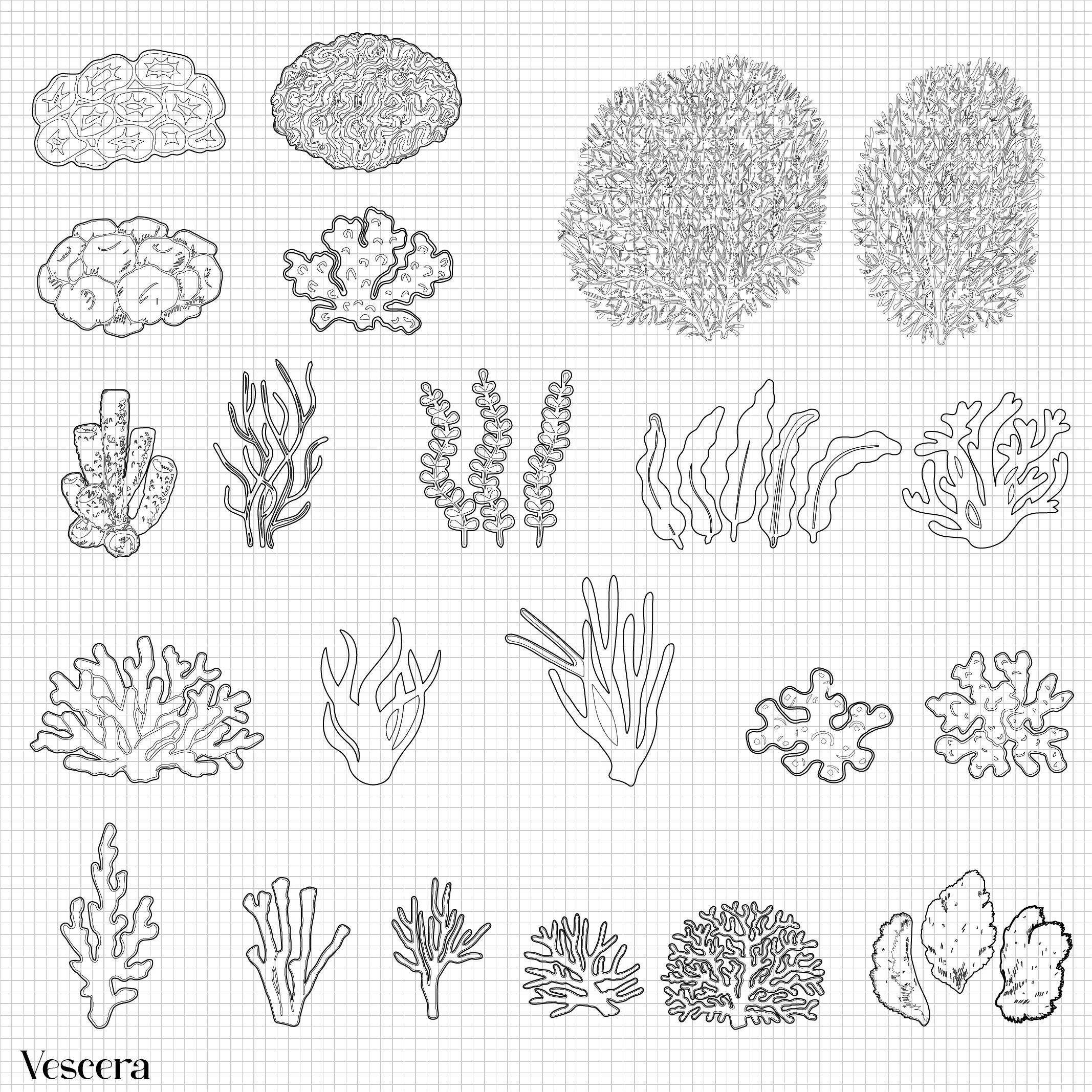 Cad Underwater Plants and Marine Life PNG - Toffu Co