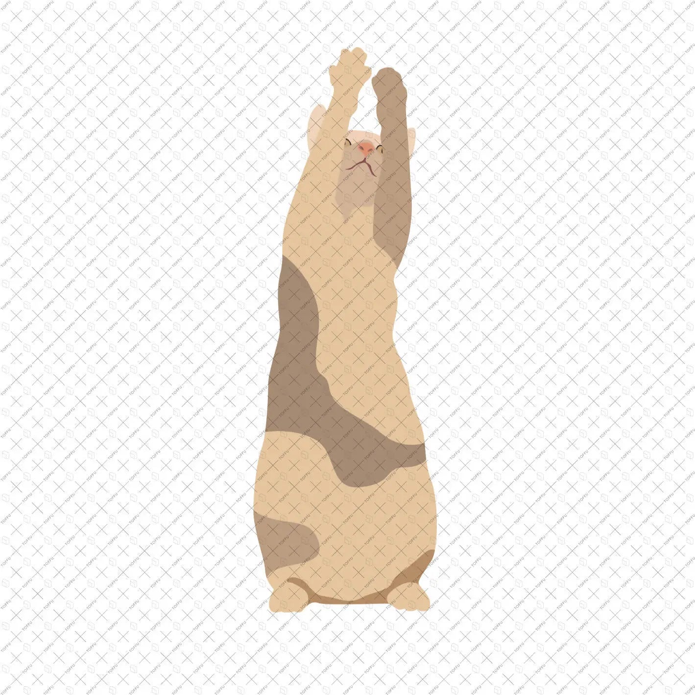 Flat Vector Cats Digital Artwork drawings | Toffu Co
