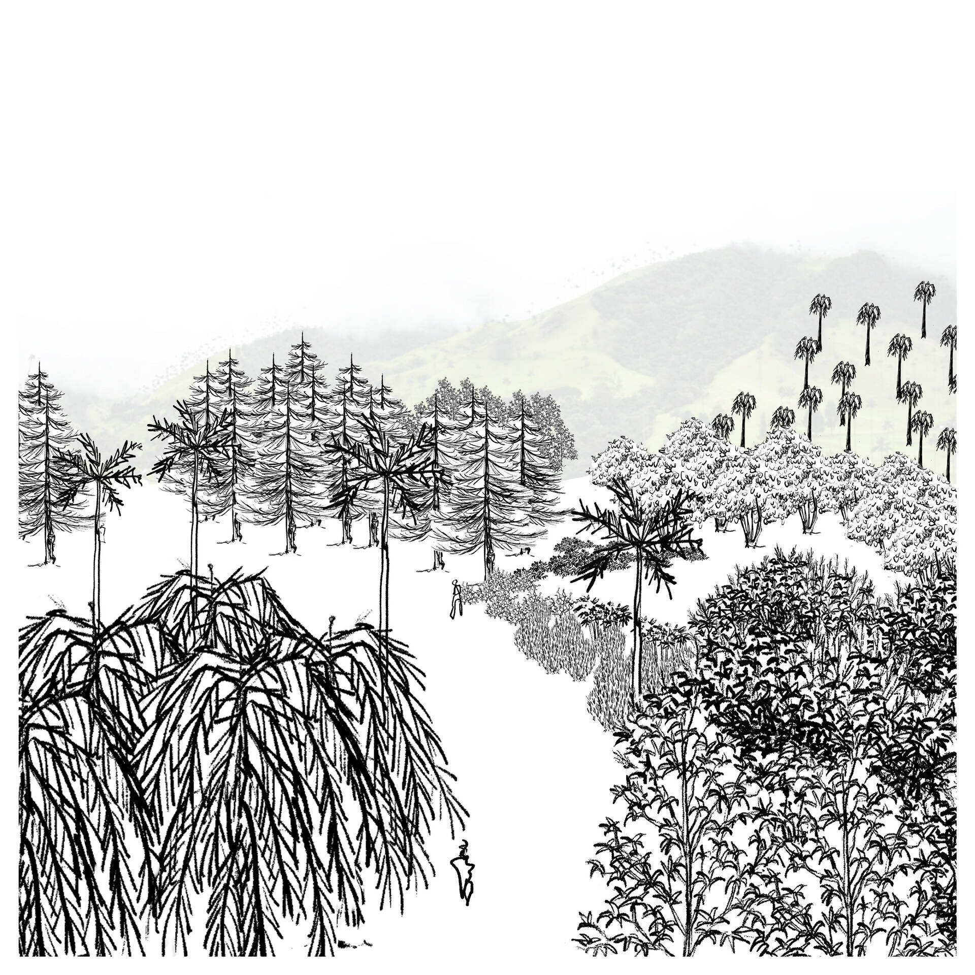 Tree Illustrations PNG - Toffu Co