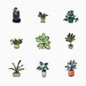 Flat Vector Indoor Plants PNG - Toffu Co