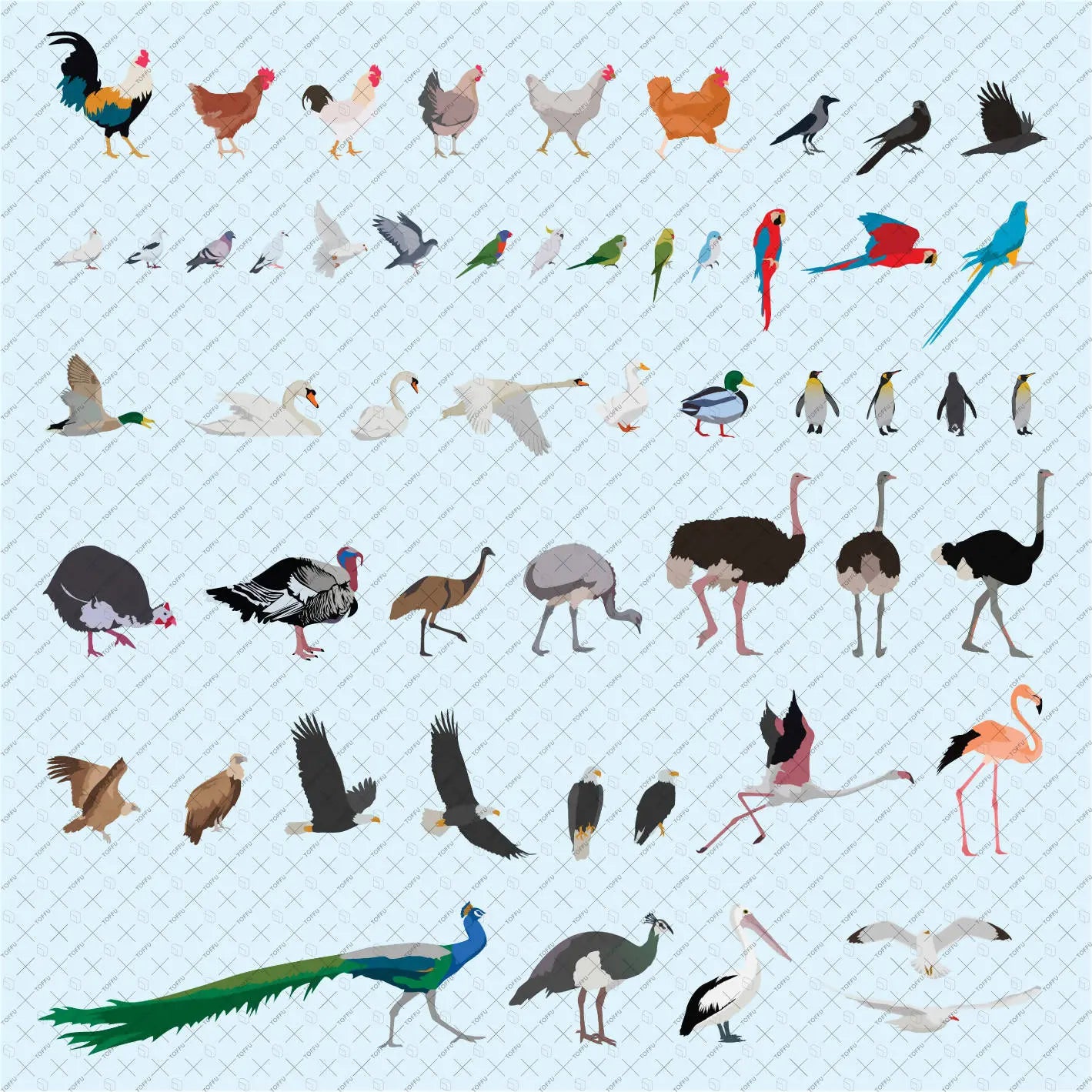 Flat Vector 53 Birds Digital Artwork drawings | Toffu Co