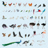 Flat Vector 53 Birds Digital Artwork drawings | Toffu Co