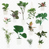 Flat Vector Plants in White Pots (12 Figures) Digital Artwork drawings | Toffu Co