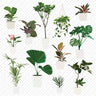Flat Vector Plants in White Pots (12 Figures) PNG - Toffu Co