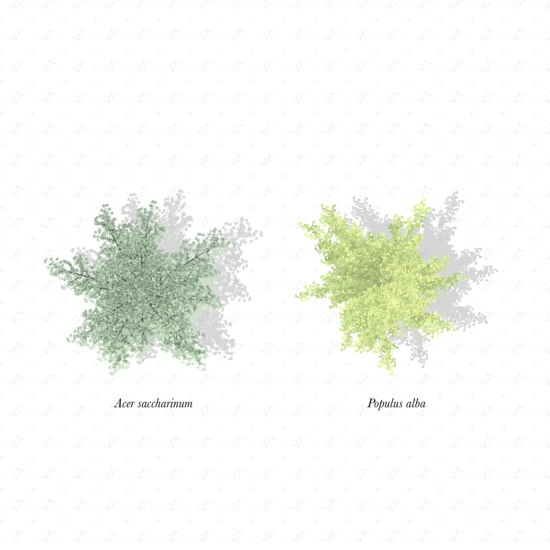 Flat Vector Plan Trees and Shadows 2 Digital Artwork drawings | Toffu Co
