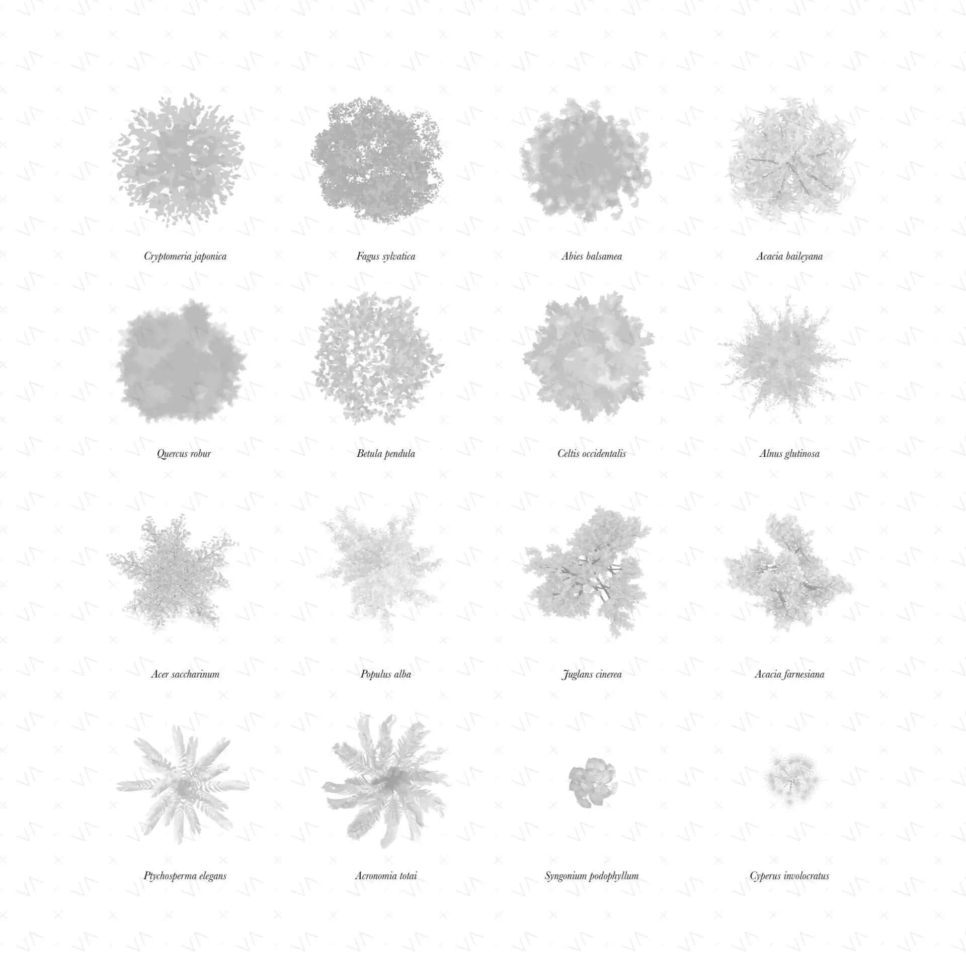Flat Vector Plan Vegetation and Shadows Bundle Digital Artwork drawings | Toffu Co
