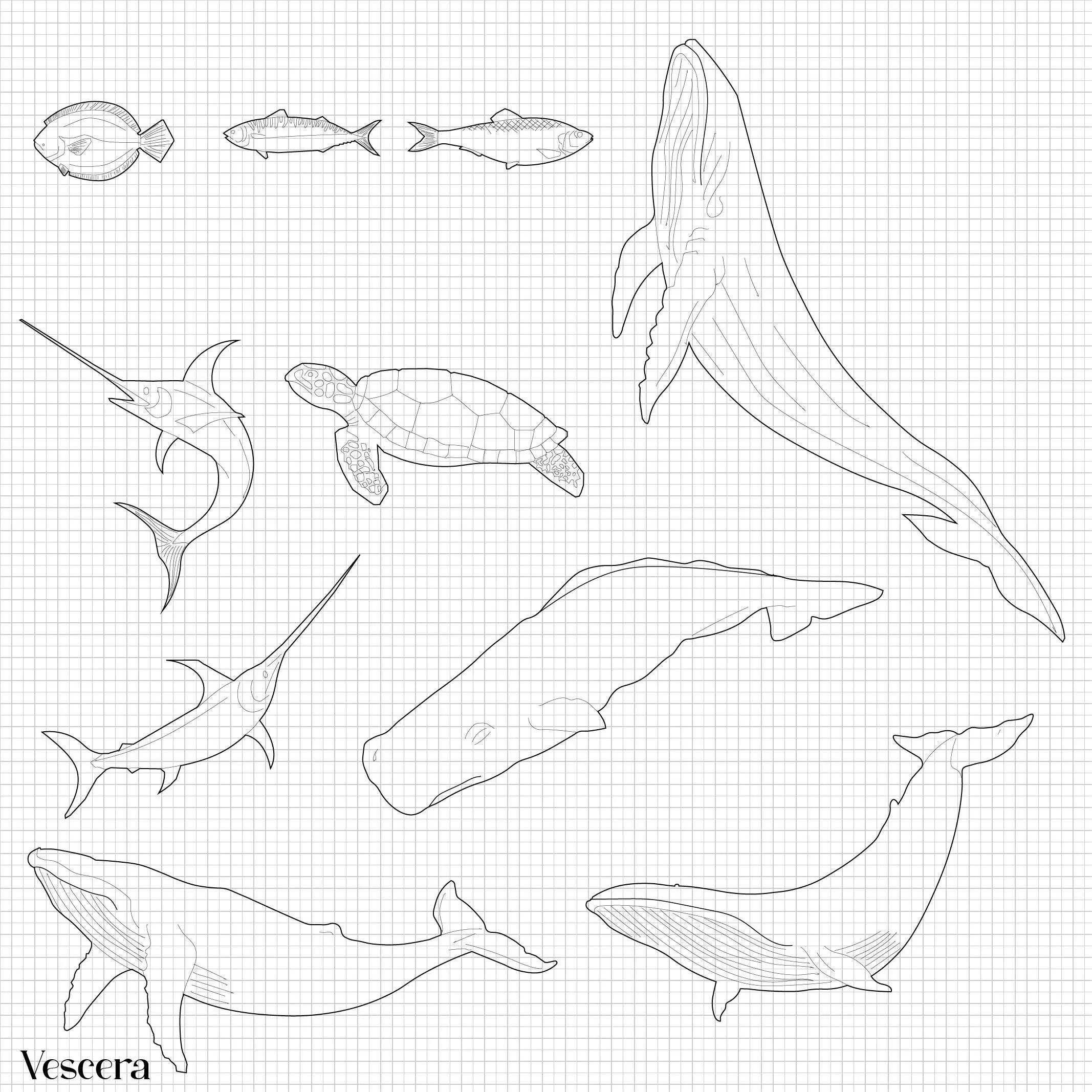 Cad Animals And Ocean Creatures I PNG - Toffu Co