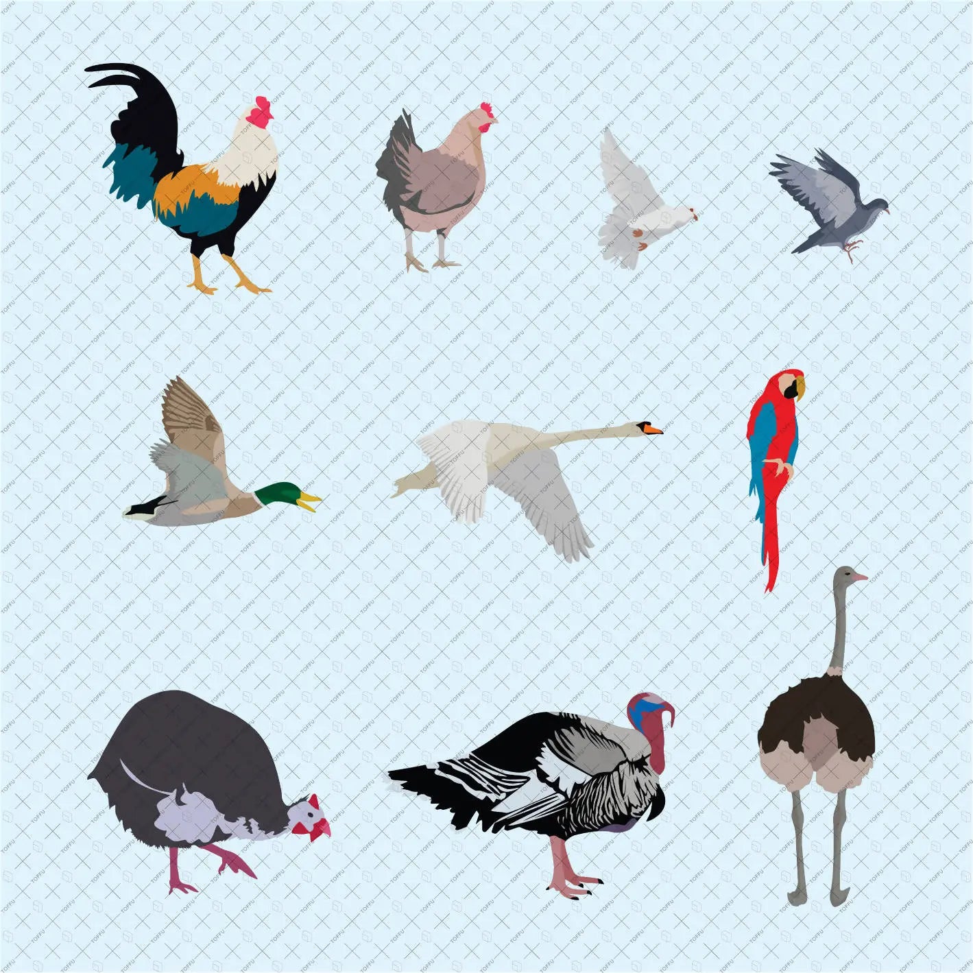 Flat Vector 53 Birds Digital Artwork drawings | Toffu Co