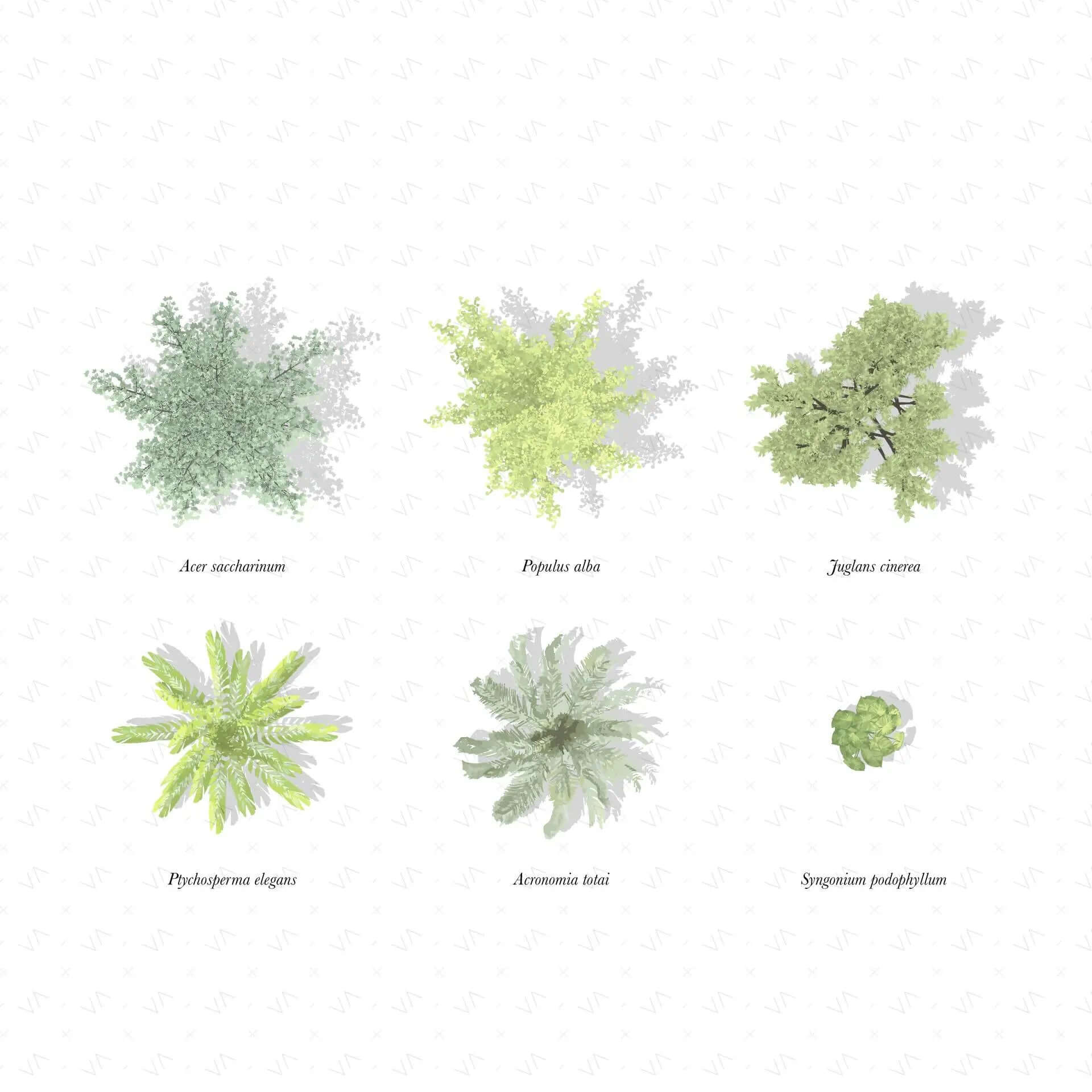 Flat Vector Plan Trees and Shadows 2 Digital Artwork drawings | Toffu Co