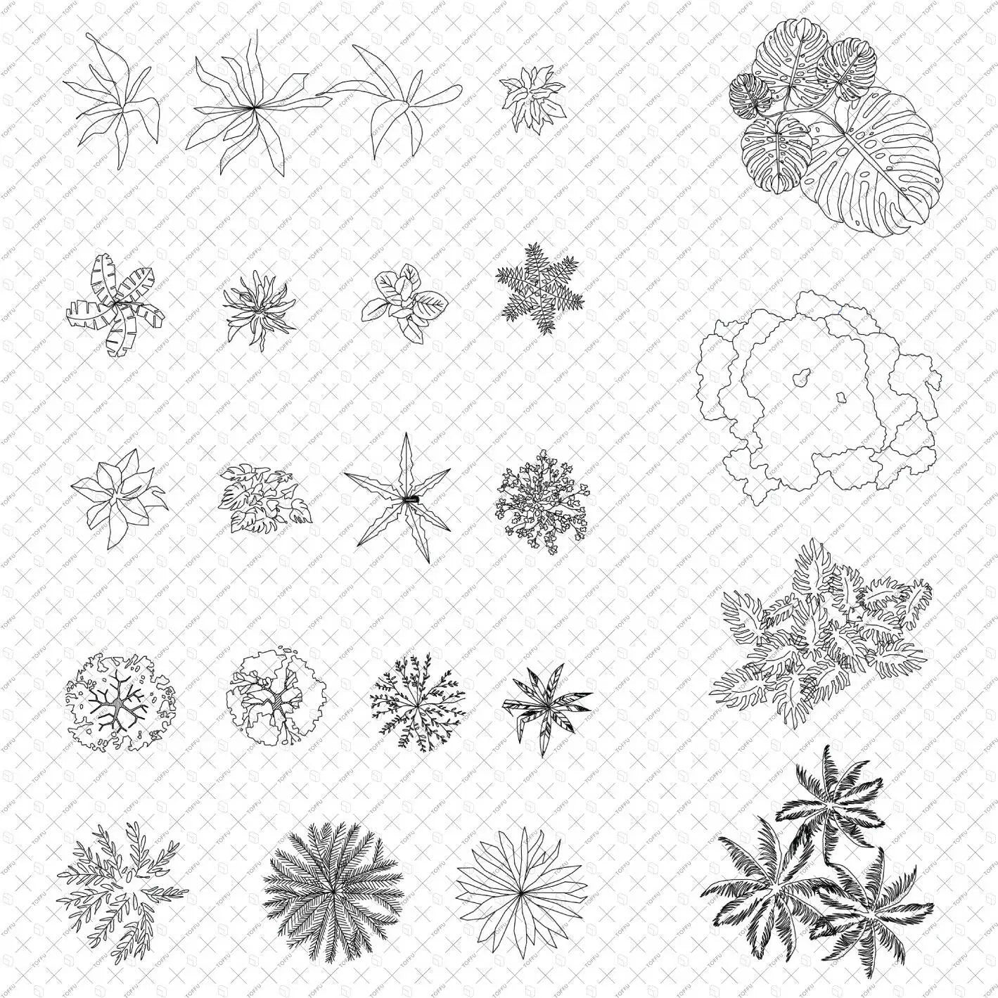 Cad African & Tropical Trees Top View Digital Artwork drawings | Toffu Co