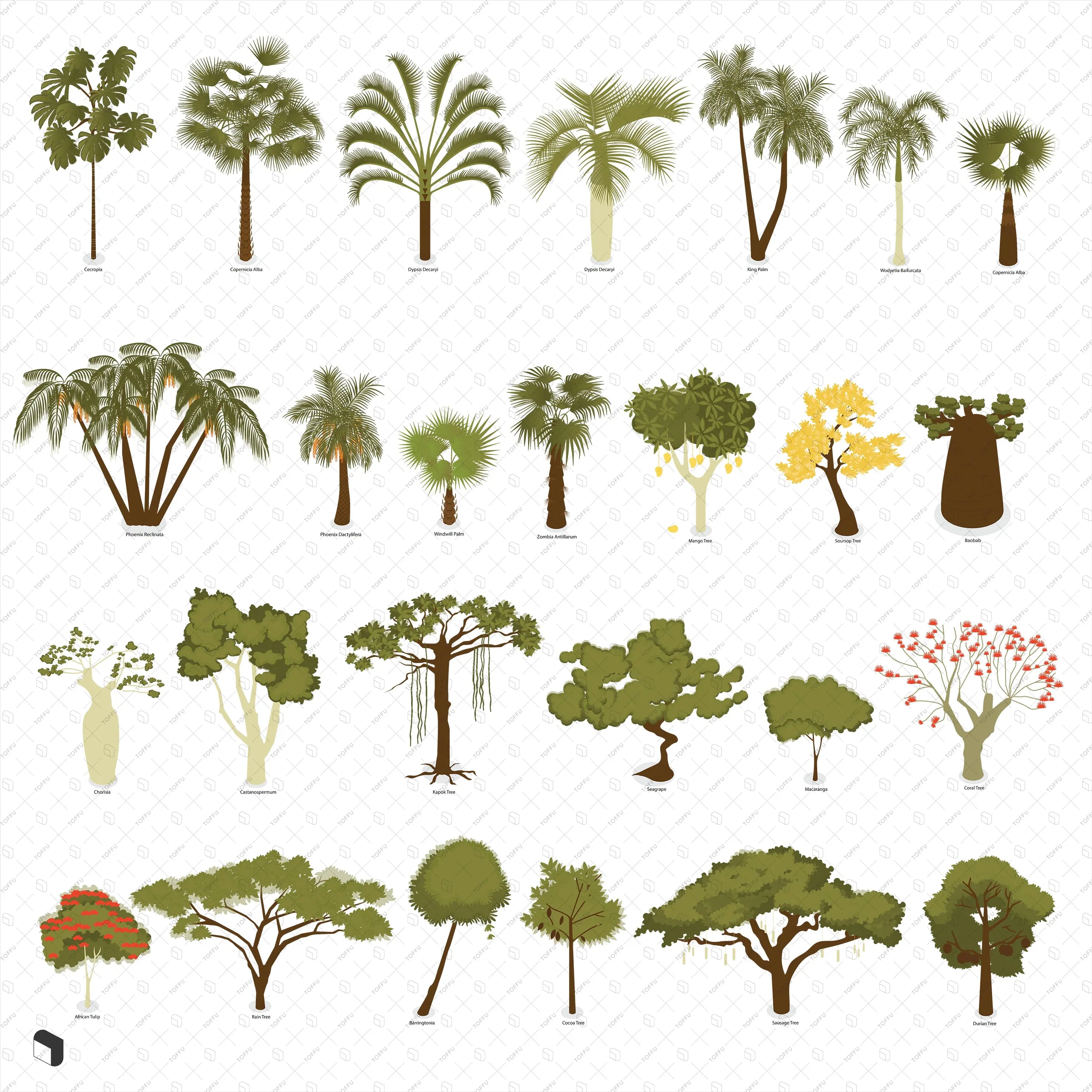 Axonometric Colorful & Black and White Tropical Trees with Names Digital Artwork drawings | Toffu Co