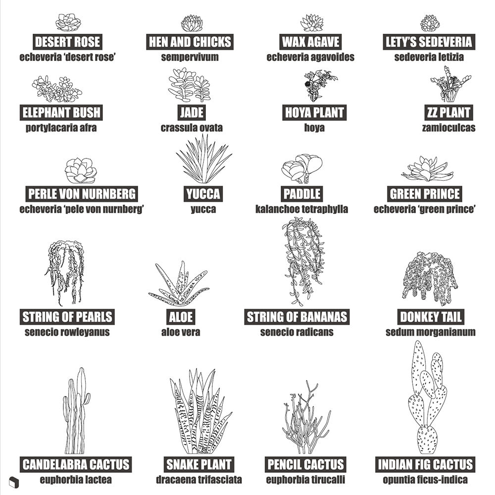 Cad Succulent Plants PNG - Toffu Co