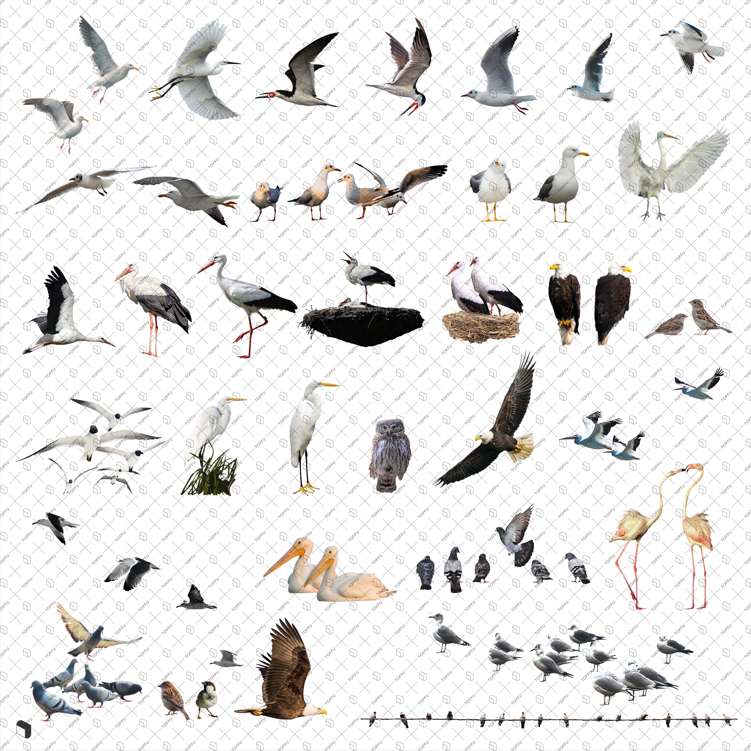 Cutout Birds PSD | Toffu Co