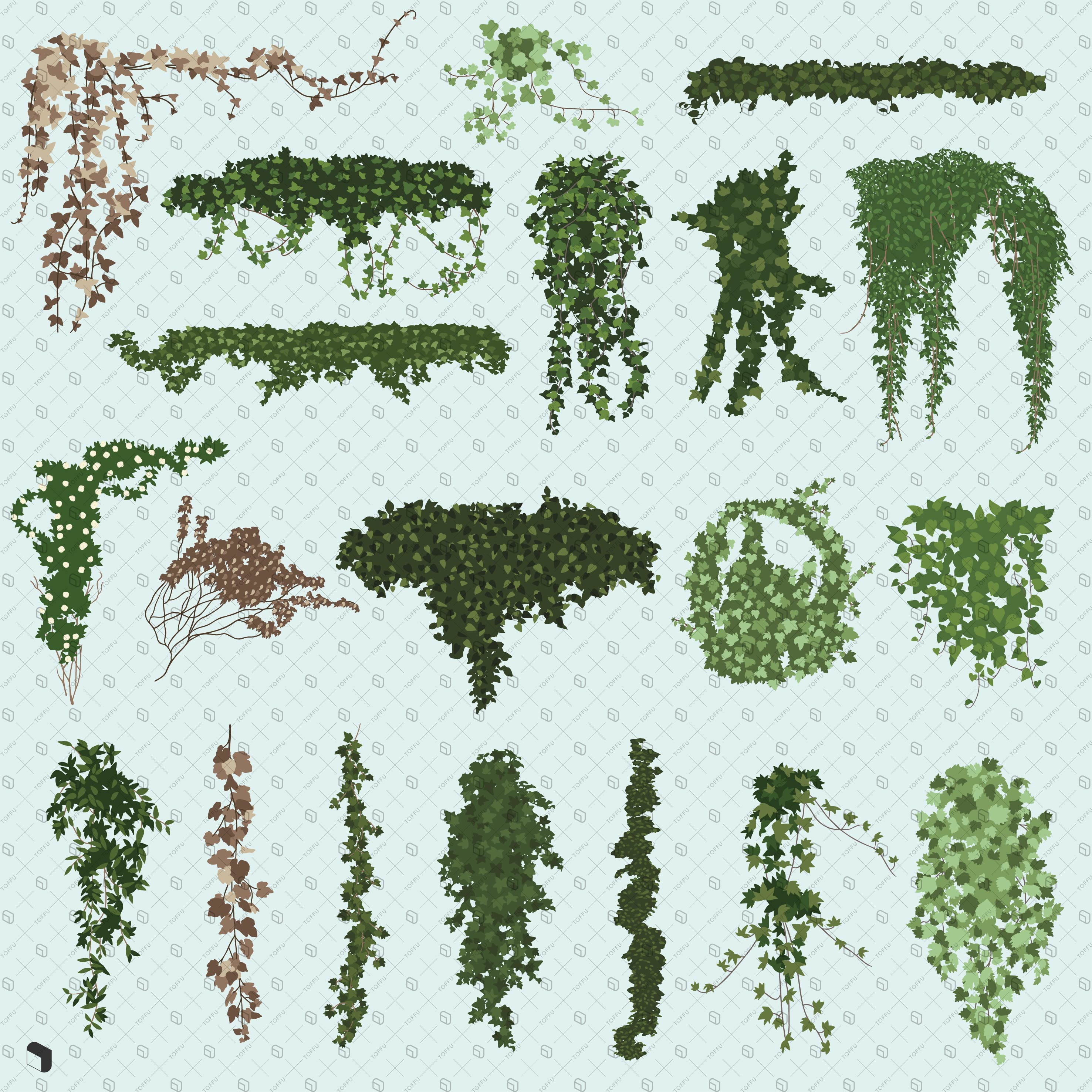 Flat Vector Ivy PNG - Toffu Co