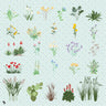 Flat Vector Wild Plants Digital Artwork drawings | Toffu Co
