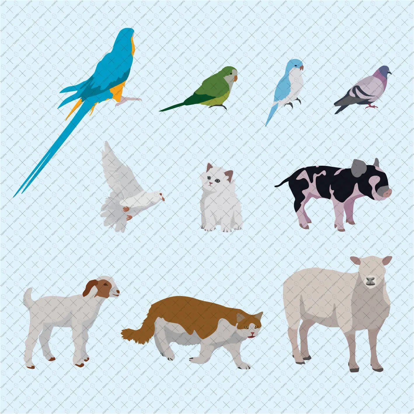 Flat Vector 50 Pet Animals & Birds Digital Artwork drawings | Toffu Co